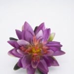 Violet 15cm floating lotus flower for luxury pool decor and aquatic arrangements in Lagos, Nigeria