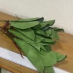 Orquidea Verdex Flower