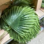 Palmera Denta Flower