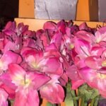 Lilium Amazon Magneta 14X65Cm Flower