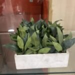 Concobox Laurel Verde Flower