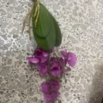 Orquidea Mini Violetax Flower