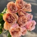 Ramo Rosa/Gerbera/Romero Crema 25X60 Flower