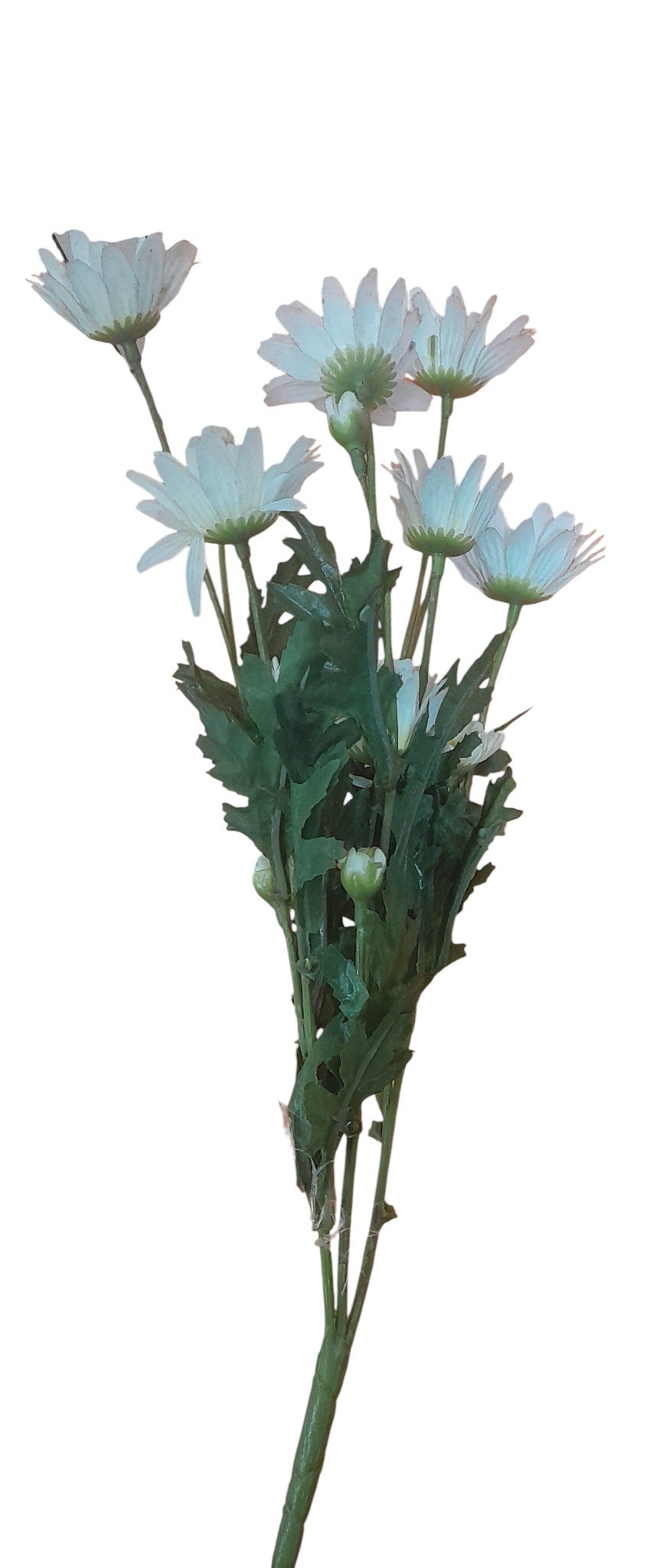 8435006664857 Ramo Lavanda Margarita 20X45Cm Flower - Image 1