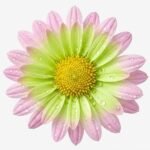 Realistic pink Cabeza Rosa flower head for wedding decor and DIY floral arrangements in Lagos, Nigeria