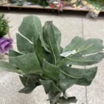 Philo Gris Flocx Flower