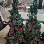 Piramide Bugambilia Fuxia Flower