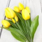 Tulipan Amarillo Flower