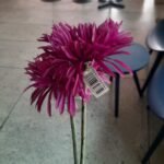 Gerbra Fuji Lila 12X55Cm Flower