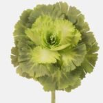 48Cm Large Cabbage Stem Green Flower
