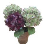Aubergine/Green Autumn Hydrangea In Pot Flower