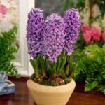 Jacinto Violetaax Flower