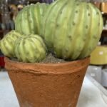 Barrel Cactus In Cement Pot Flower