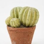 Barrel cactus in cement pot for modern indoor décor and greenery display