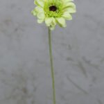 Gerbera Lime Green Flower