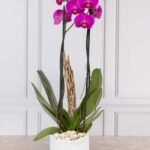 Orquidea Violeta Flower