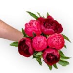 Romance Red Peony Flowers