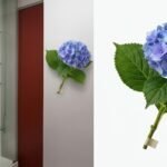 Vibrant blue and lavender hydrangea flower stem for elegant home and event floral arrangements in Lagos, Nigeria