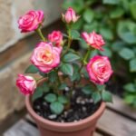 Rose Pink In Pot Flower