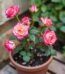 Vibrant pink and cream miniature rose plant in a terracotta pot for indoor or garden decor in Lagos, Nigeria