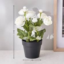 TL3162 Pp Rose White In Pot Flower - Image 1