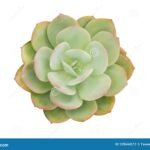 Echeveria Stem Dusky Grn/Lt Blush 230X230 Flower
