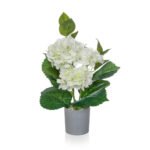 Hydrangea White In Grey Pot Flower