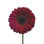 Gerbera Burdeous Gte Flower