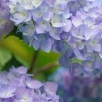 Hortensia Lavandax Flower 25X30Cm