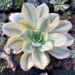 Echeveria Stem Dusky Grn/Lt Pink 230X230 Flower