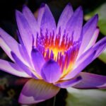 Lotus Lila S/Flor 20Flotante Flower