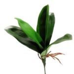 Orquidea 5Hj.Verde Flower