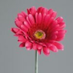 Gerbera Fuschia Fresh Flower