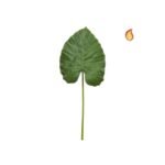 Sf Alocasia Calidora Db 110Cm Flower